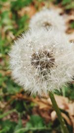 Close-up of dandelion