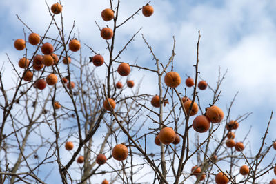 Low angle view of berries on tree against sky