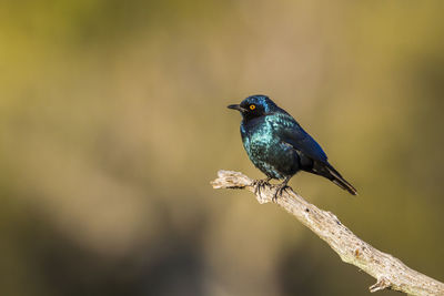 Close-up of bird perching on branch