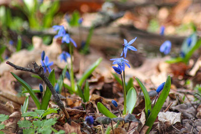 Close-up of purple flowering plants on land