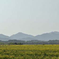 Scenic view of field against sky