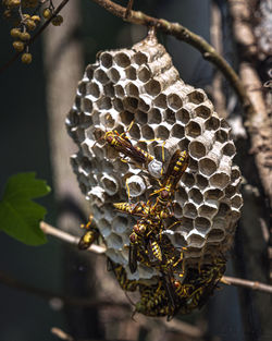 Close-up of bees on hive