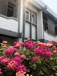 Pink flowering plants outside building
