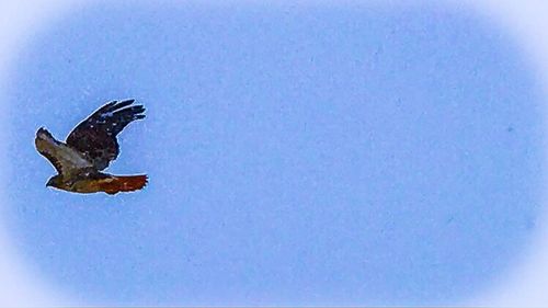 Low angle view of eagle flying