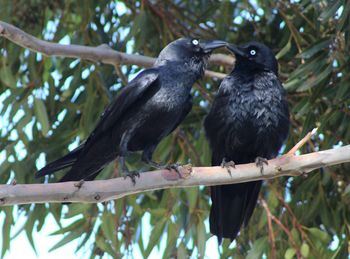 Low angle view of birds perching on branch