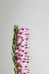 Close-up of purple flower against white background