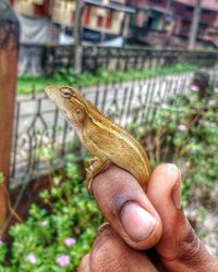 Close-up of hand holding snake