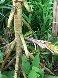 Close-up high angle view of plants