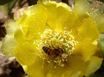 Close-up of yellow flower