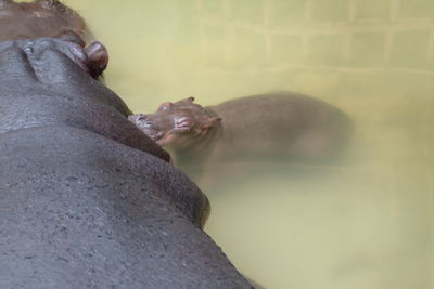 Man relaxing in zoo