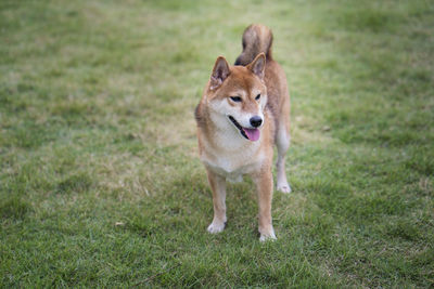 Portrait of dog running on grass