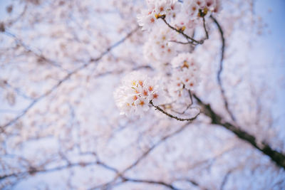 Cherry blossoms