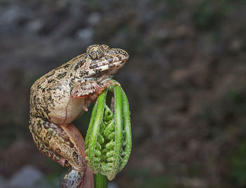 Close-up of frog on plant