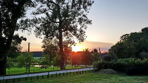 Trees in park against sky during sunset