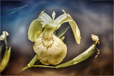 Close-up of flowers