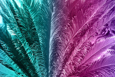 Full frame shot of palm leaf