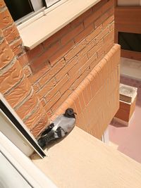 High angle view of a bird