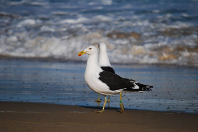 Seagull perching on a beach