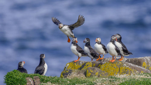 Puffins hanging out on a cliff