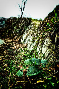 Close-up of plants growing on field