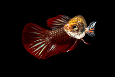 Close-up of fish swimming in black background