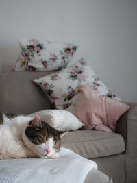 Cat sleeping on sofa at home