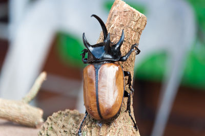 Close-up of dynastinae on wood