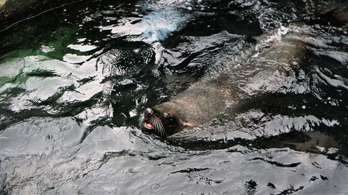 High angle view of dog swimming in water