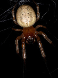 Close-up of spider on web against black background