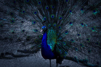 Close-up of peacock