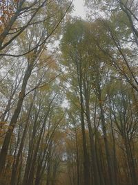 Low angle view of trees in forest