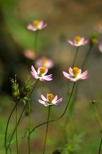 Close-up of pink flowering plants on field