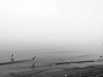 Birds perching on beach against sky