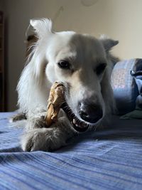 Close-up of dog eating bone