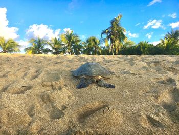 Scenic view of sand on beach against sky