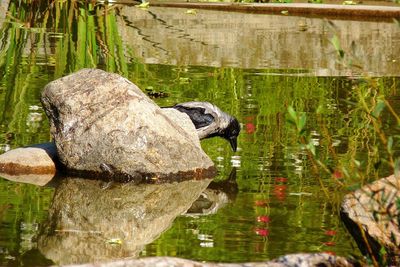 Close-up of turtle swimming in lake