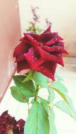 Close-up of hand holding red flower