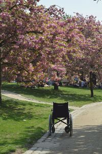 View of pink flower tree in park