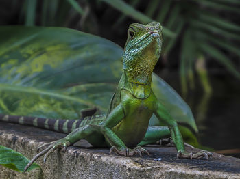 Close-up of lizard on leaf