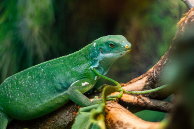 Close-up of a lizard