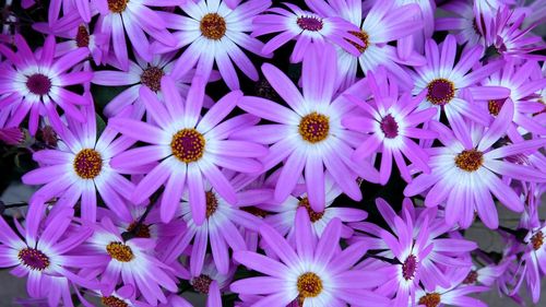 Close-up of purple flowers blooming outdoors