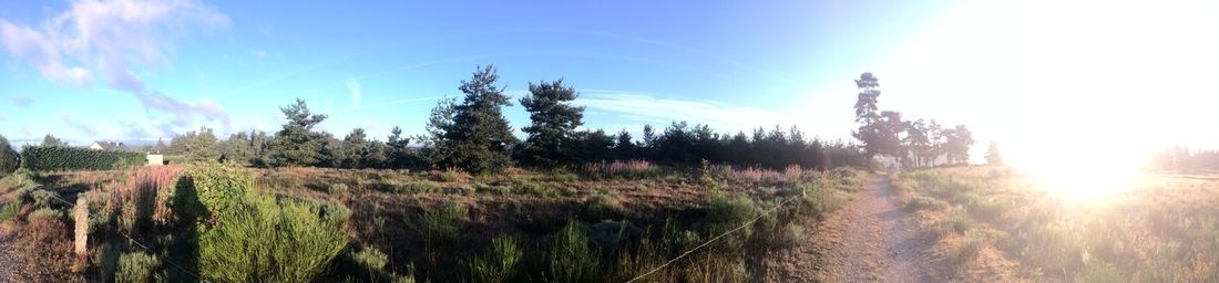 Panoramic shot of trees on field against sky