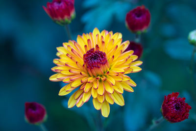 Close-up of yellow flowering plant