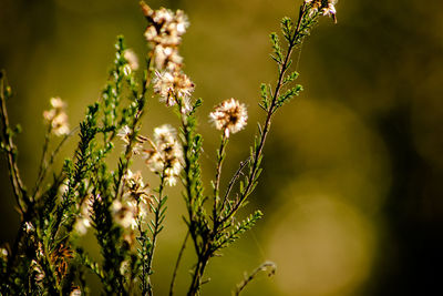 Close-up of flowering plant