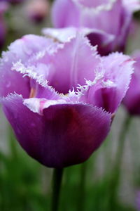 Close-up of flower against blurred background