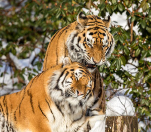 Close-up of tiger against trees