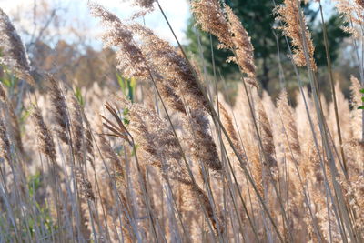 Close-up of dry grass on field