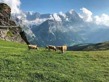 View of a sheep on field against mountain range