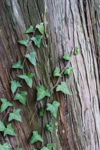 Full frame shot of tree trunk