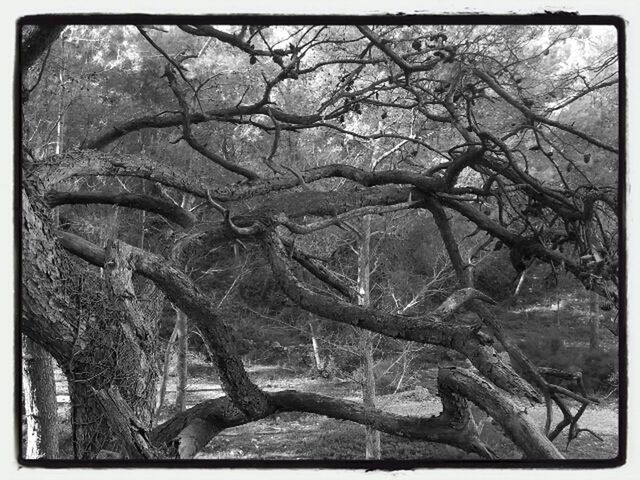 transfer print, auto post production filter, tree, branch, bare tree, growth, nature, tree trunk, day, outdoors, no people, forest, low angle view, tranquility, old, wood - material, built structure, close-up, high angle view, sunlight